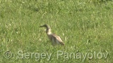 Video of Squacco Heron - Squacco Heron hunting fish near to the Shabla lake